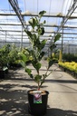 Magnolia 'March Till Frost' cont. 12L 80-100 cm +f