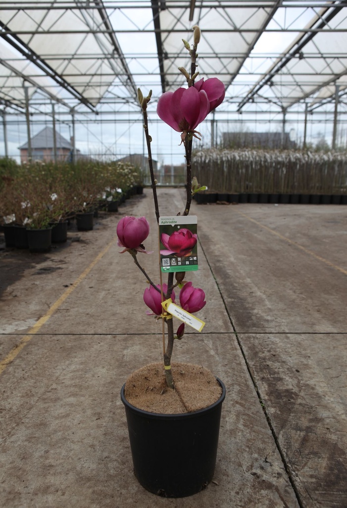 [P] Magnolia 'Aphrodite' cont. 12L 80-100 cm +p