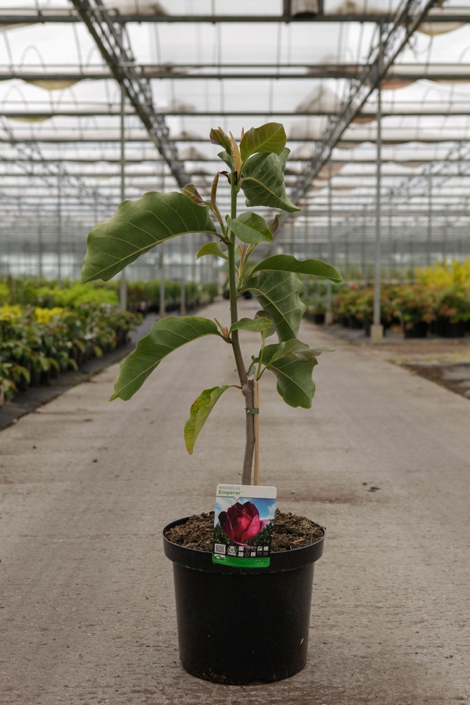 [P] Magnolia EMPEROR (PBR) cont. 12L 80-100 cm