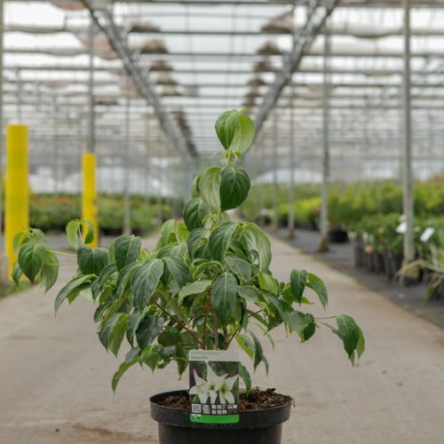 Cornus kousa 'China Girl' cont. 12L 60-80 cm +p
