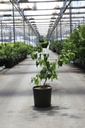 Cornus kousa 'China Girl' cont. 12L 60-80 cm +f