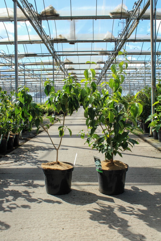 Cornus kousa 'Claudia' cont. 12L 80-100 cm +p