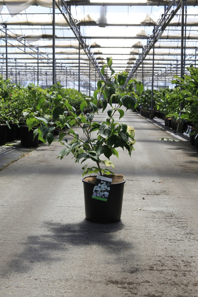 [P] Cornus kousa 'Claudia' cont. 12L 80-100 cm +p