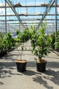 Cornus kousa 'Claudia' cont. 12L 80-100 cm +B