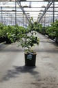 Cornus kousa 'Claudia' cont. 12L 80-100 cm +f
