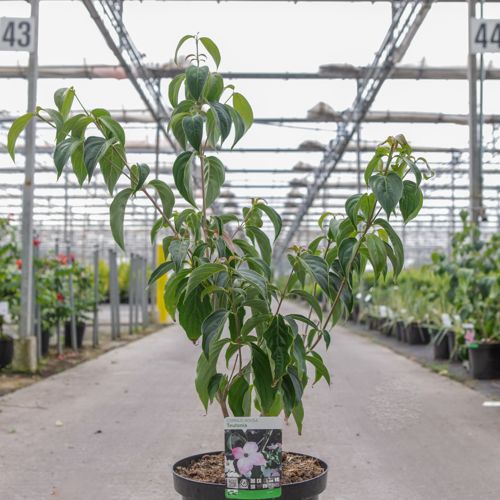 [P] Cornus kousa 'Teutonia' cont. 12L 60-80 cm +ф