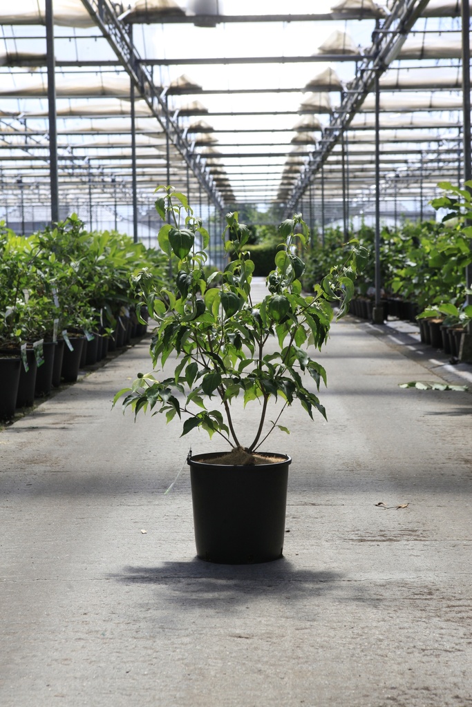 [P] Cornus kousa 'Milky Way' cont. 12L 100/+ cm +f