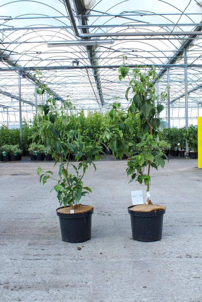 Cornus kousa 'Milky Way' cont. 12L 100/+ cm +p