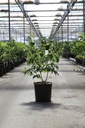 Cornus kousa 'Milky Way' cont. 12L 100/+ cm +p