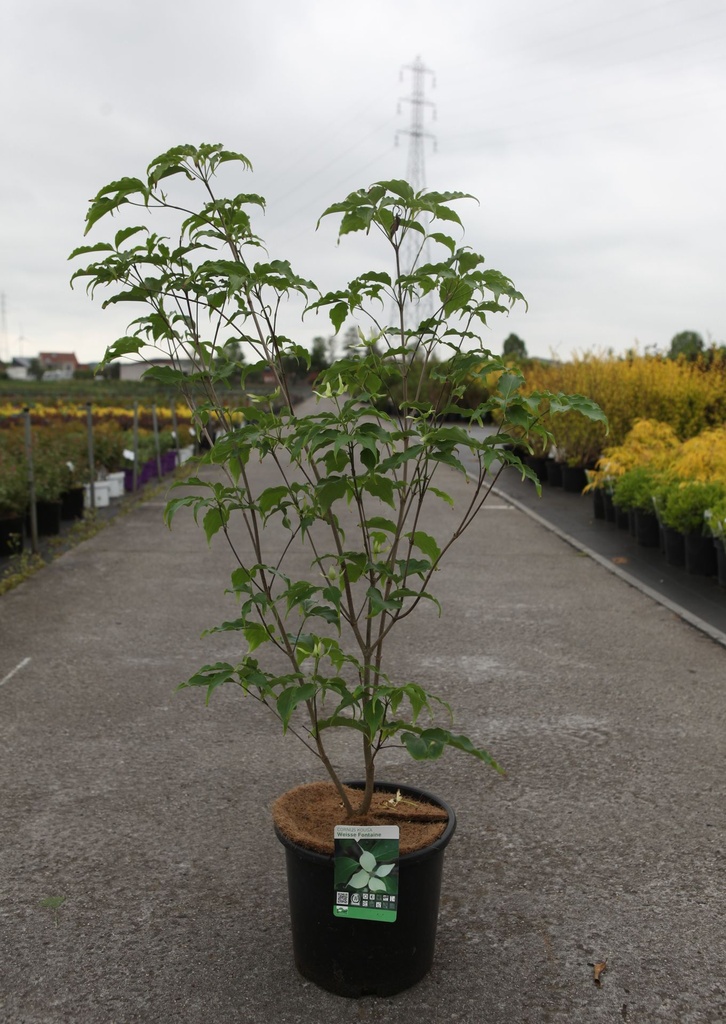 [P] Cornus kousa 'Weisse Fontaine' cont. 12L 100/+ cm +p