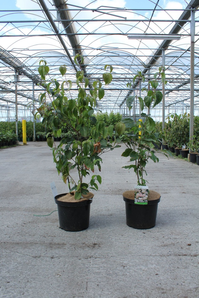 [P] Cornus kousa 'Copacabana®' cont. 12L 100/+ cm +ф