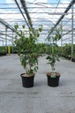 Cornus kousa 'Copacabana®' cont. 12L 100/+ cm +f