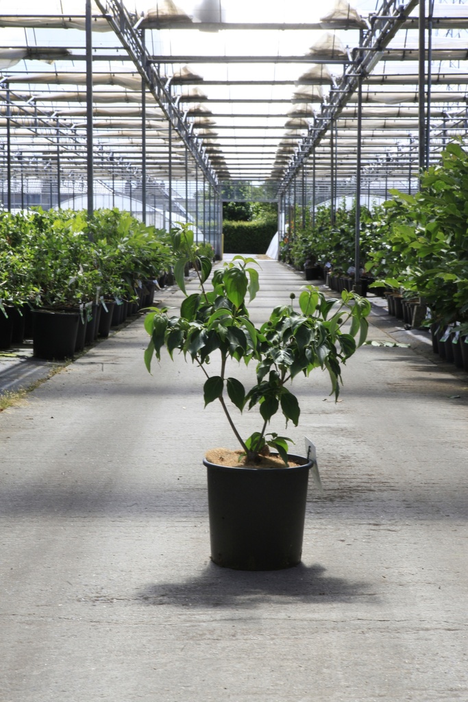 [P] Cornus kousa 'Schmetterling' cont. 12L 100/+ cm +B
