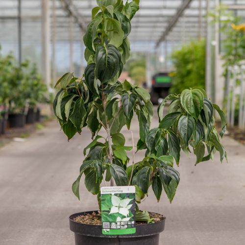 Cornus kousa 'Schmetterling' cont. 12L 100/+ cm +p
