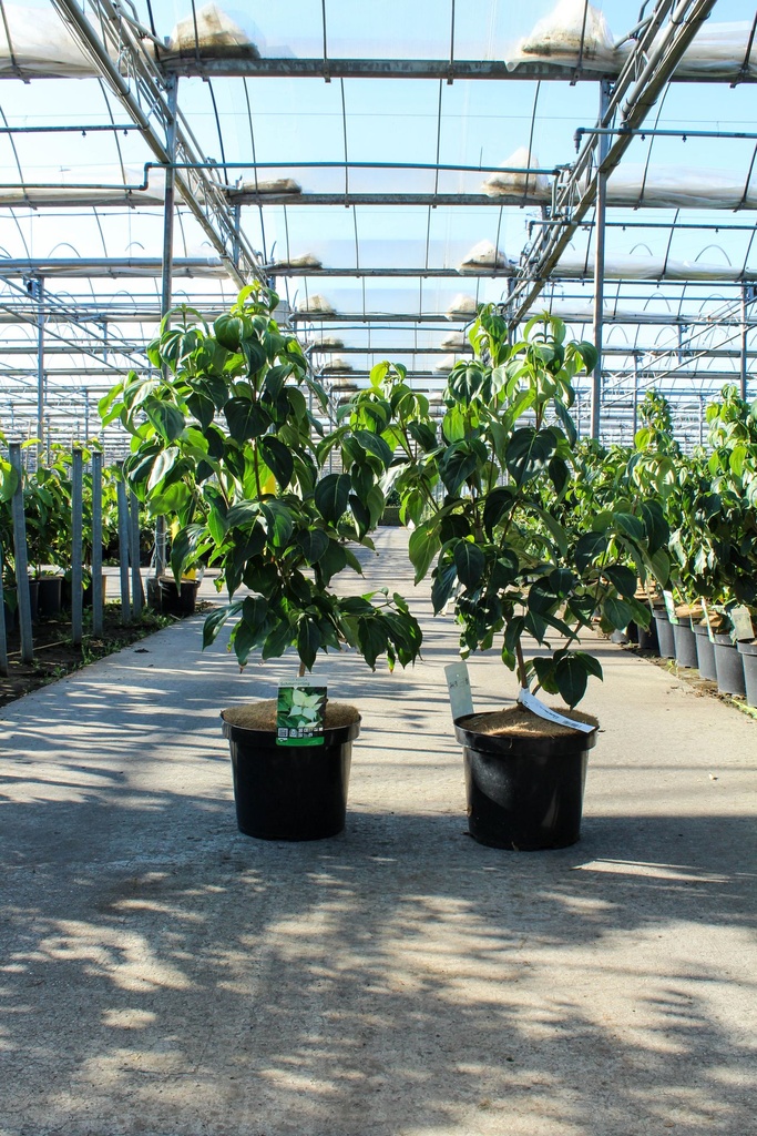 Cornus kousa 'Schmetterling' cont. 12L 100/+ cm +p
