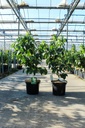 Cornus kousa 'Schmetterling' cont. 12L 100/+ cm +p