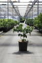 Cornus kousa 'Schmetterling' cont. 12L 100/+ cm +p