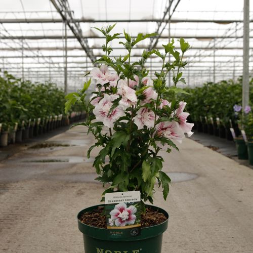 Hibiscus syriacus STARBURST CHIFFON (PBR) cont. 10L 60-80 cm +ф