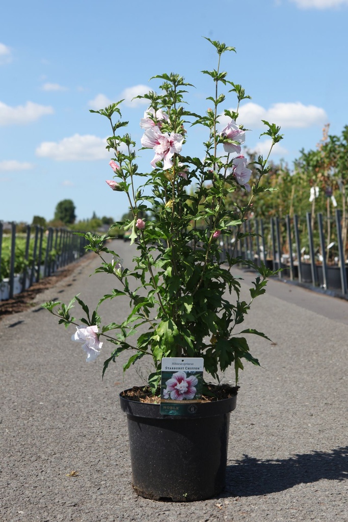 Hibiscus syriacus STARBURST CHIFFON (PBR) cont. 10L 60-80 cm +f