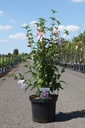 Hibiscus syriacus STARBURST CHIFFON (PBR) cont. 10L 60-80 cm +f