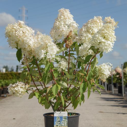 [P] Hydrangea paniculata 'Levana' (PBR) cont. 12L 80/+ cm +ф