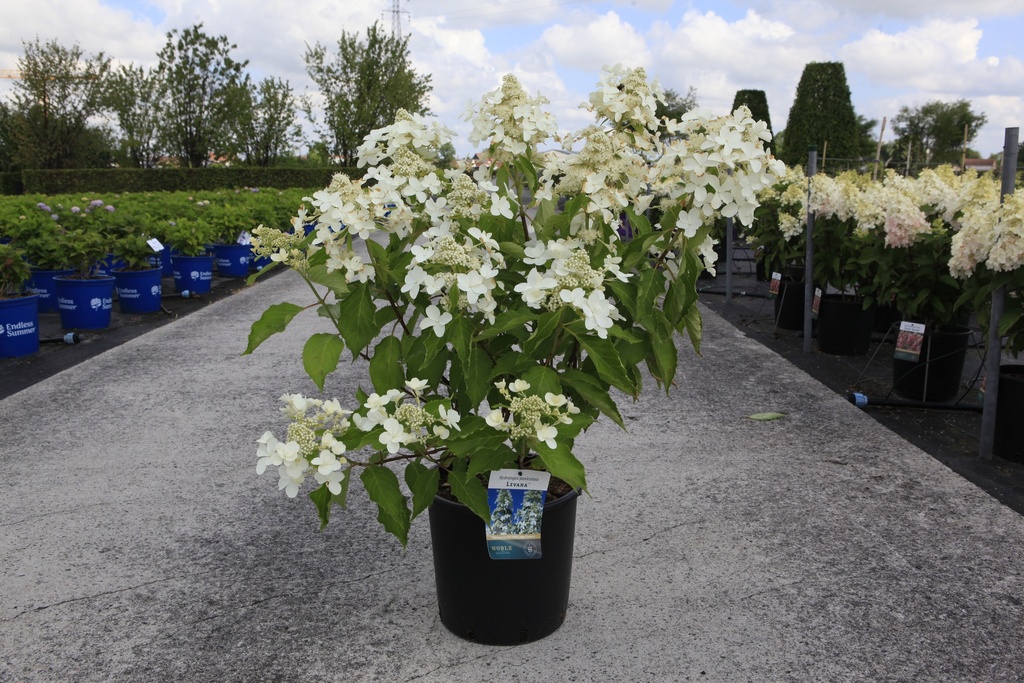 Hydrangea paniculata 'Levana' (PBR) cont. 12L 80/+ cm +f