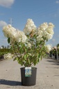 Hydrangea paniculata 'Levana' (PBR) cont. 12L 80/+ cm +ф