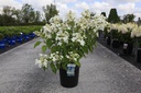 Hydrangea paniculata 'Levana' (PBR) cont. 12L 80/+ cm +f