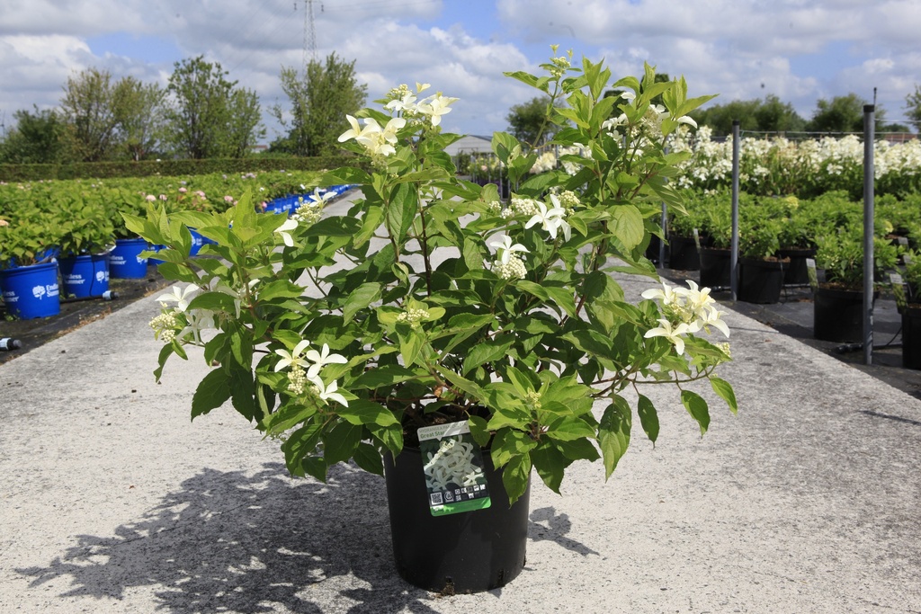 Hydrangea paniculata GREAT STAR (PBR) cont. 12L 80/+ cm +B