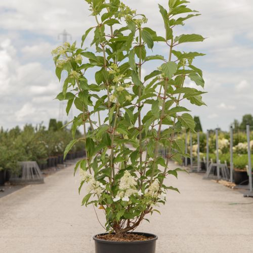 [P] Hydrangea paniculata GREAT STAR (PBR) cont. 12L 80/+ cm +p