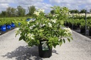 Hydrangea paniculata GREAT STAR (PBR) cont. 12L 80/+ cm +B