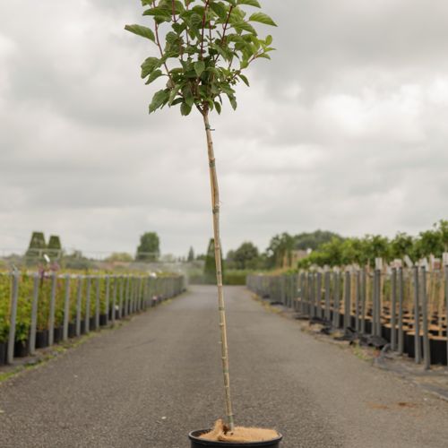 Hydrangea paniculata FRAISE MELBA (PBR) cont. 12L 90 cm Stamm +B