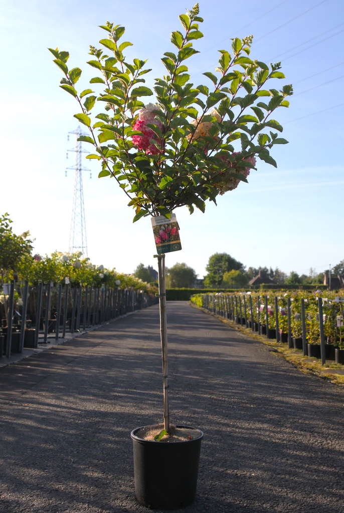 Hydrangea paniculata FRAISE MELBA (PBR) cont. 12L 90 cm standard +p