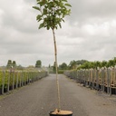Hydrangea paniculata FRAISE MELBA (PBR) cont. 12L 90 cm standard +p