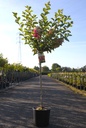 Hydrangea paniculata FRAISE MELBA (PBR) cont. 12L 90 cm tige +p
