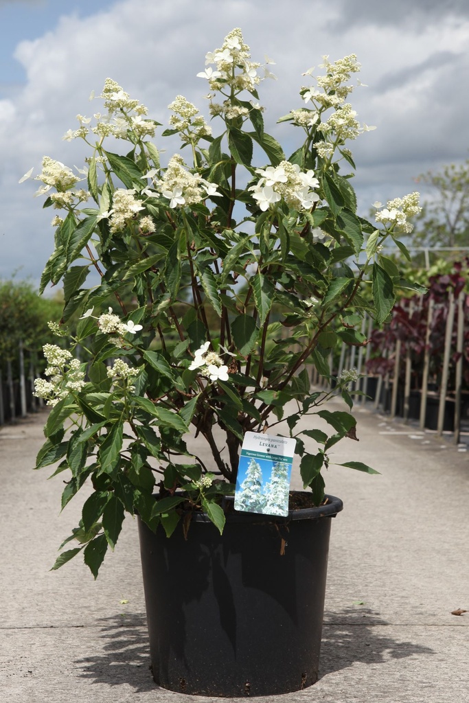 Hydrangea paniculata 'Levana' (PBR) cont. 30L 100/+ cm +f