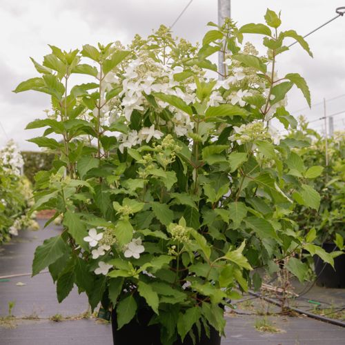 Hydrangea paniculata 'Levana' (PBR) cont. 30L 100/+ cm +p