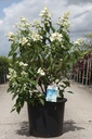 Hydrangea paniculata 'Levana' (PBR) cont. 30L 100/+ cm +f