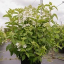 Hydrangea paniculata 'Levana' (PBR) cont. 30L 100/+ cm +p