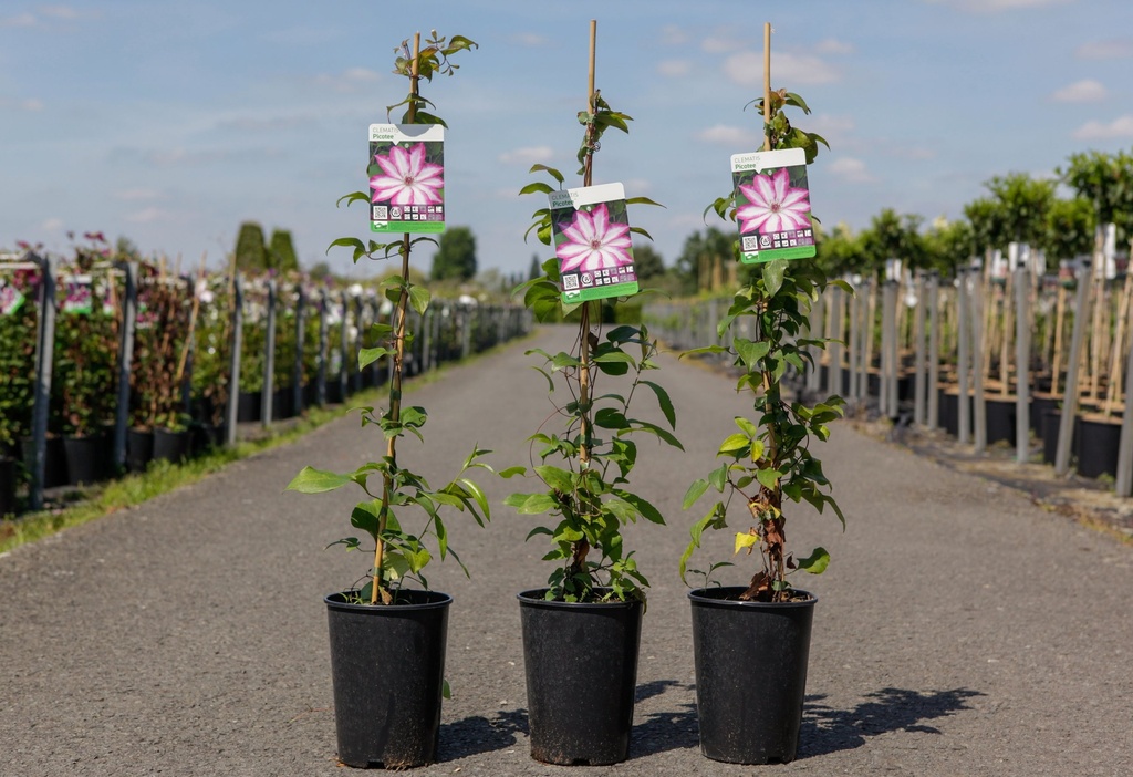 [P] Clematis PICOTEE (PBR) cont. 3L high 80-100 cm +p