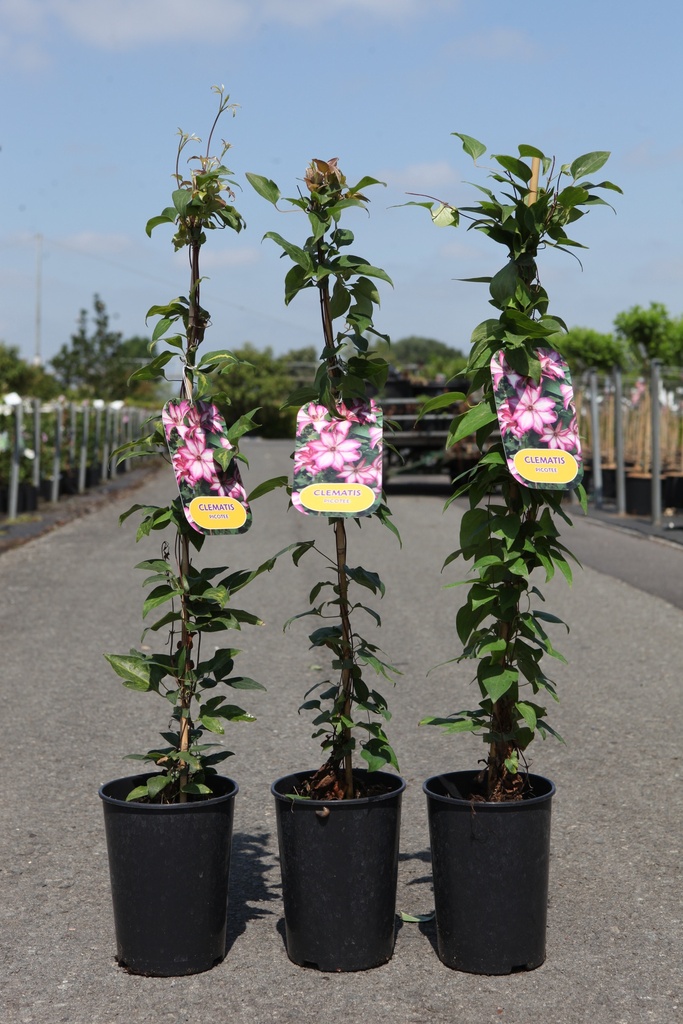 Clematis PICOTEE (PBR) cont. 3L hoch 80-100 cm +B
