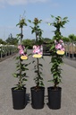 Clematis PICOTEE (PBR) cont. 3L hoch 80-100 cm +B