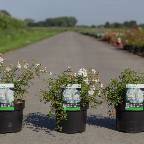 [P] Rosa 'White Fairy' cont. 3,6L +ф