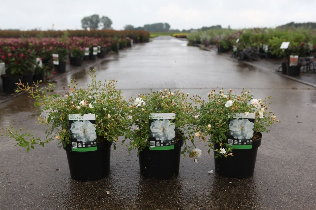 Rosa 'White Fairy' cont. 3,6L +p