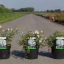 Rosa 'White Fairy' cont. 3,6L +ф