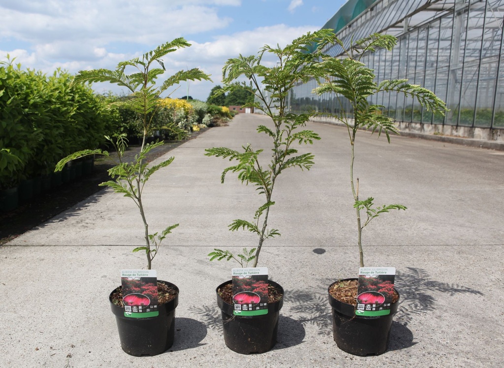 Albizia julibrissin 'Rouge de Tuilière' cont. 3,6L 40-60 cm +ф