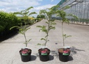 Albizia julibrissin 'Rouge de Tuilière' cont. 3,6L 40-60 cm +p
