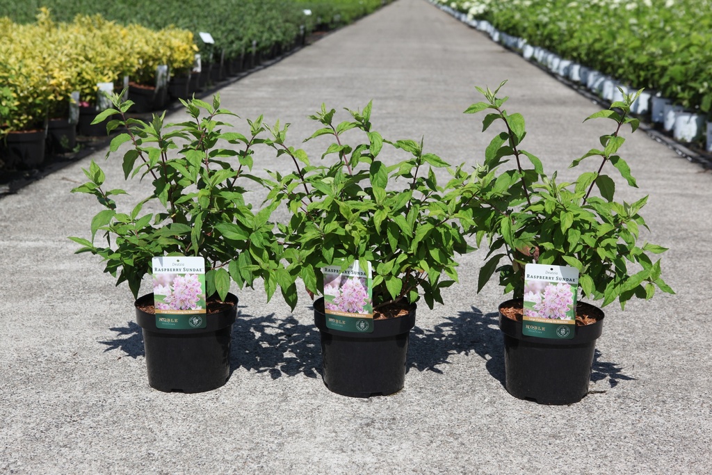 [P] Deutzia RASPBERRY SUNDAE (PBR) Kont. 3,6L 40-50 cm +B