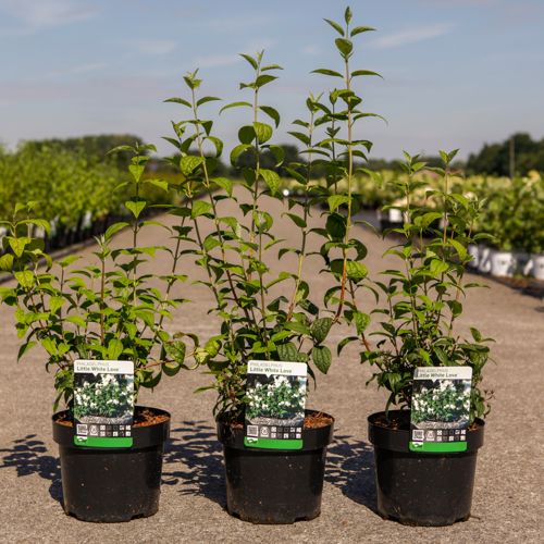 Philadelphus 'Snow Dwarf (Little White Love®)' cont. 3,6L 30-40 cm +B