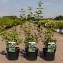 Philadelphus 'Snow Dwarf (Little White Love®)' cont. 3,6L 30-40 cm +B